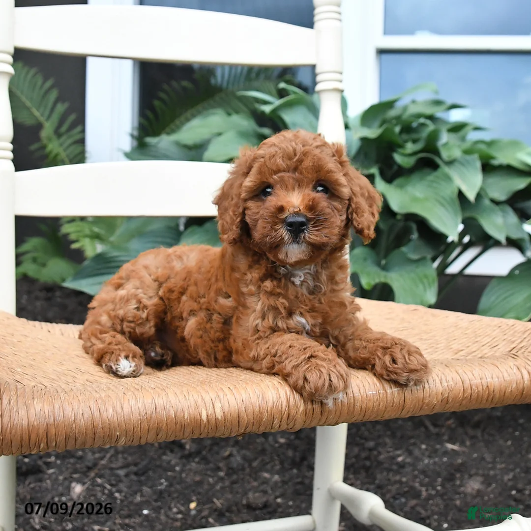 Toy Poodle dogs for sale: Nala - Ad 5