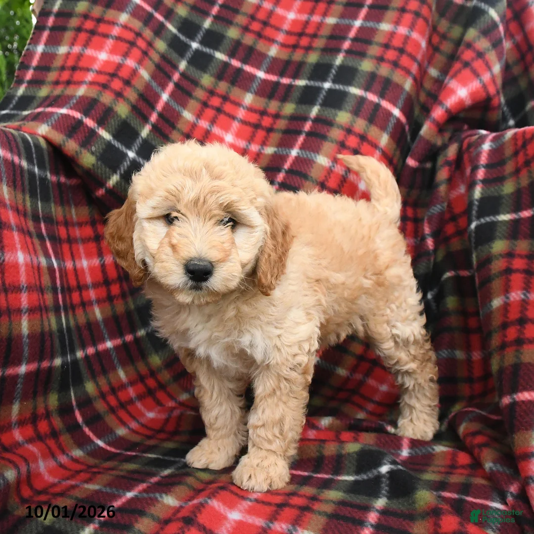 Mini Goldendoodle dogs for sale: Sara  - Ad 1
