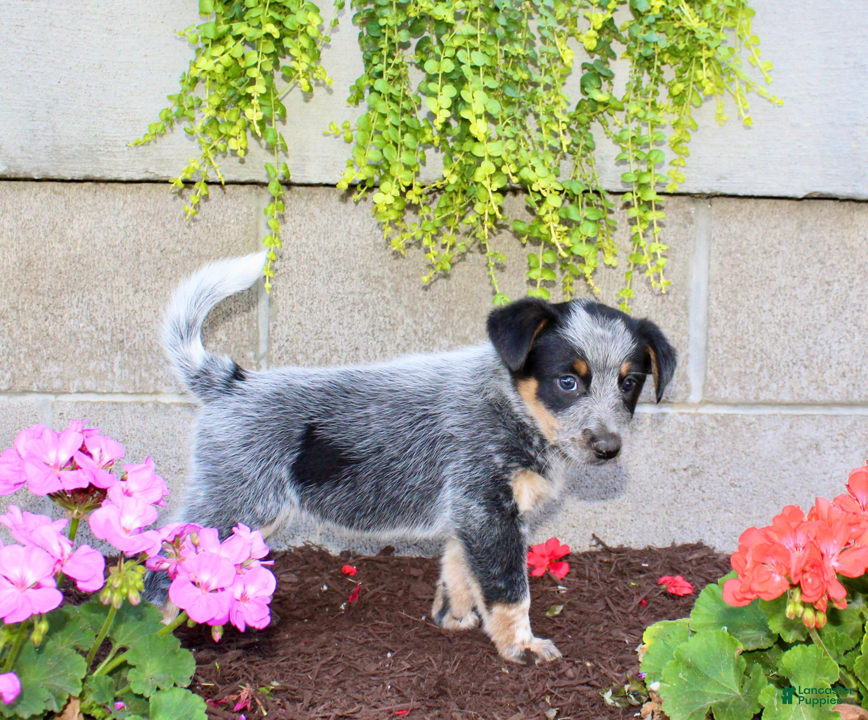 Australian Cattle Dog dogs Buster - Ad 1