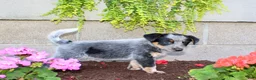Australian Cattle Dog dogs for sale: Buster - Ad 5