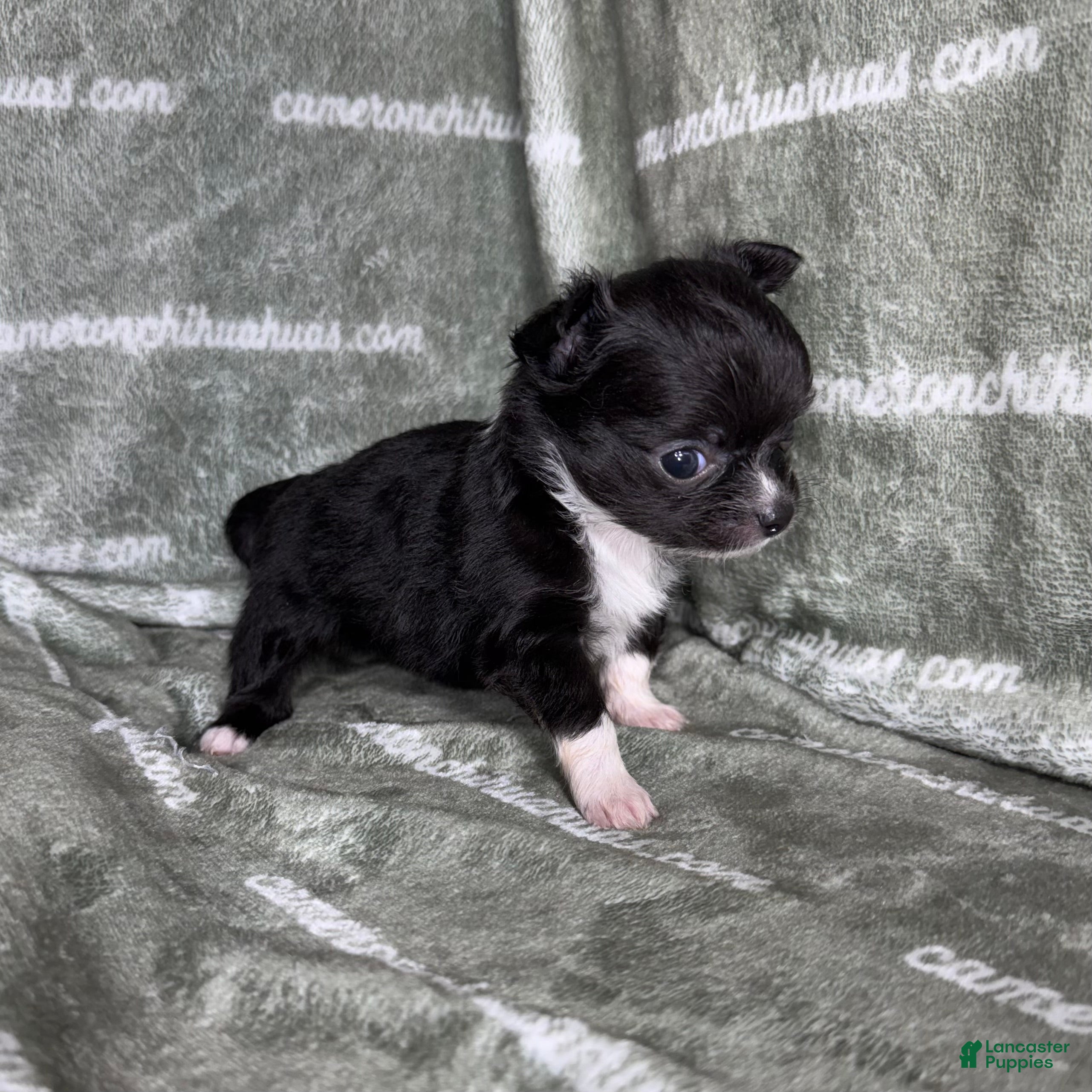 Chihuahua dogs Flower Micro Long Coat - Ad 2
