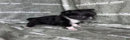 Chihuahua dogs for sale: Flower Micro Long Coat - Ad 2