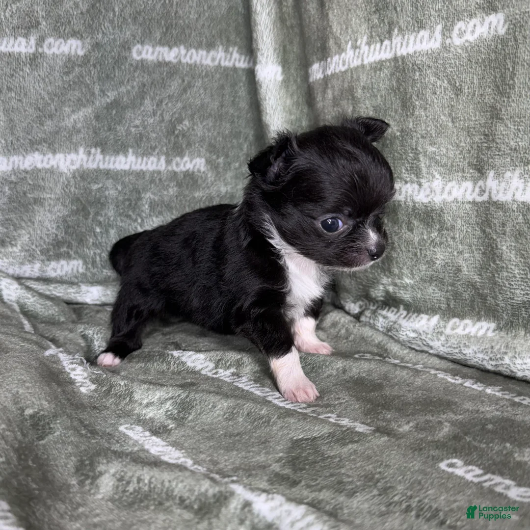 Chihuahua dogs for sale: Flower Micro Long Coat - Ad 2