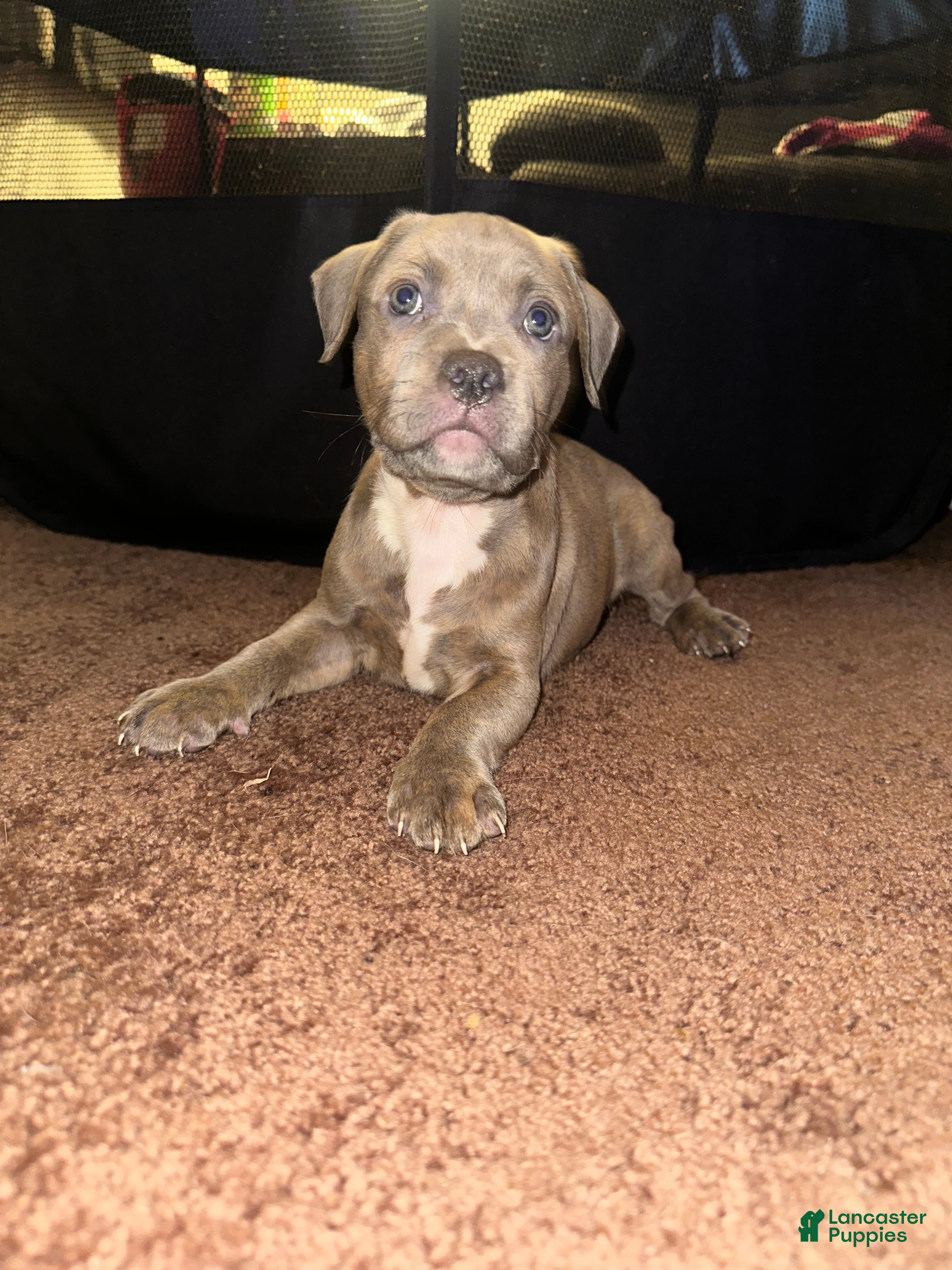 American Bully dogs American Bully Puppy 2 - Ad 12