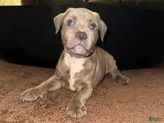 American Bully dogs American Bully Puppy 2 - Ad 9