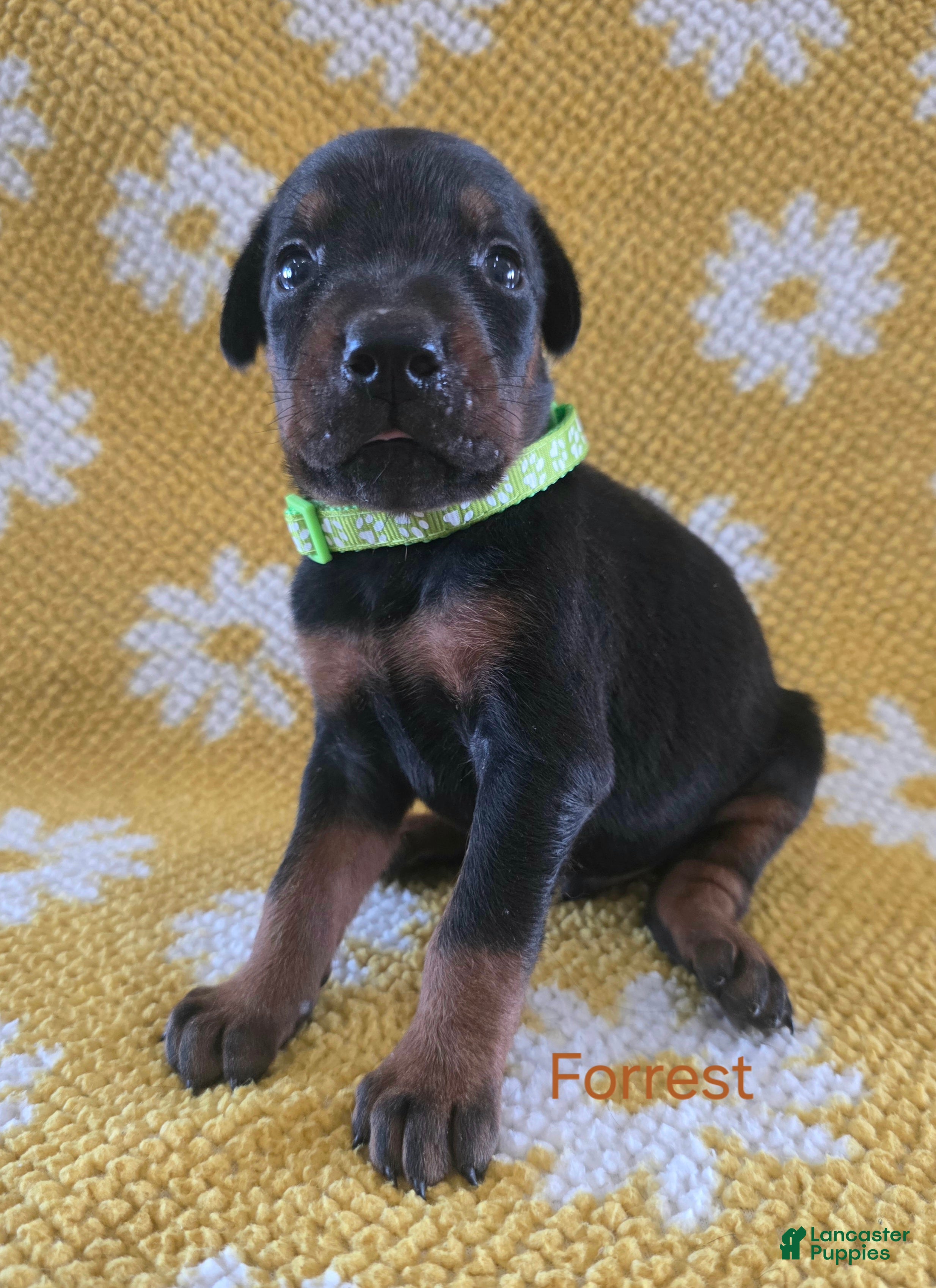Doberman Pinscher dogs Forrest  - Ad 2