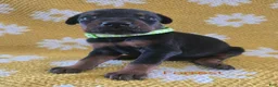 Doberman Pinscher dogs for sale: Forrest  - Ad 2