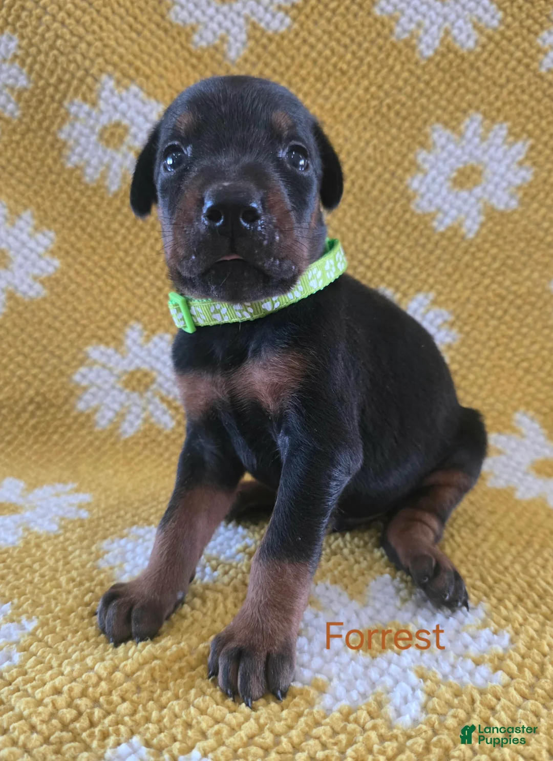 Doberman Pinscher dogs for sale: Forrest  - Ad 2