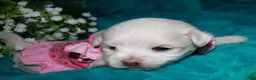 Maltese dogs for sale: Diva - Ad 11