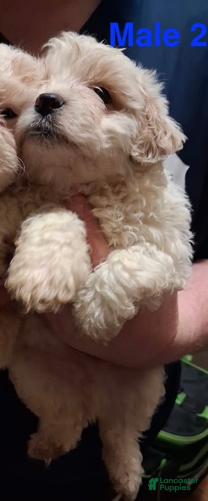Shihpoo dogs Boy 2 - Ad 28