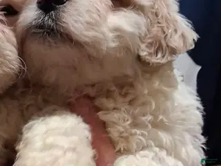 Shihpoo dogs Boy 2 - Ad 28