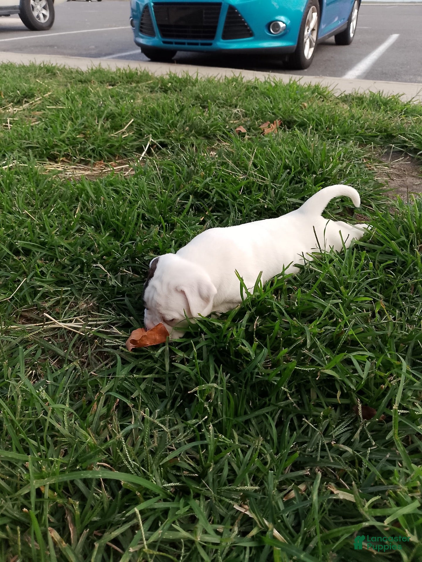 American Bulldog dogs for sale: American Bulldog 6 - Ad 16