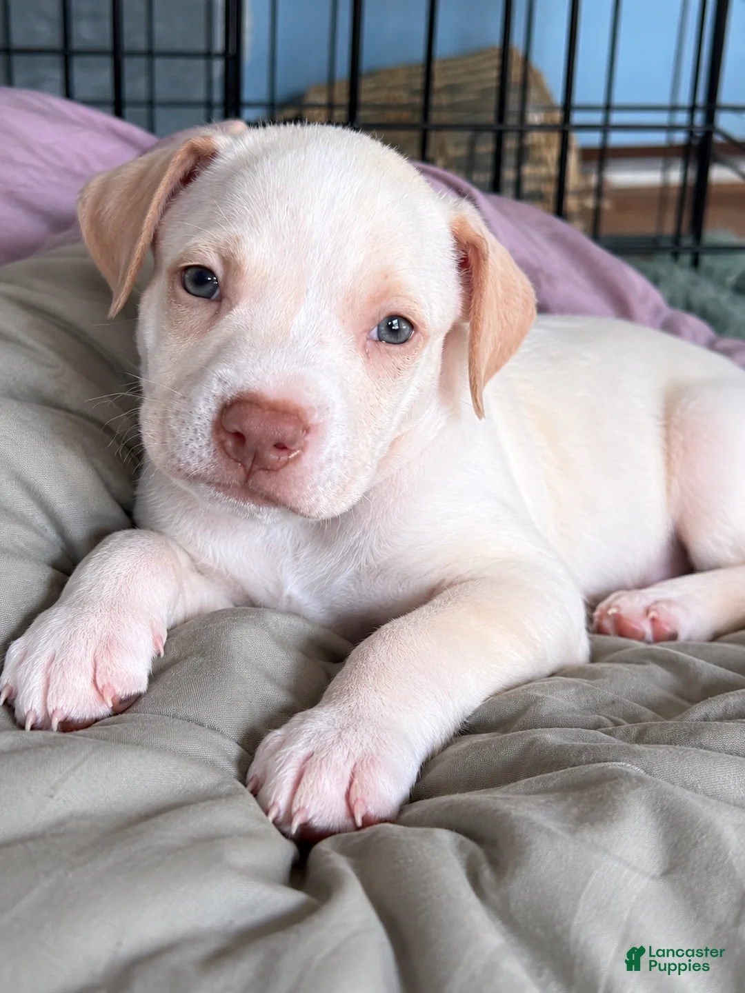 Mixed Breed dogs for sale: Meet Snowflake! ❄️🐾 - Ad 1