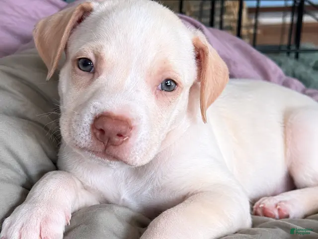 Mixed Breed dogs for sale: Meet Snowflake! ❄️🐾 - Ad 5