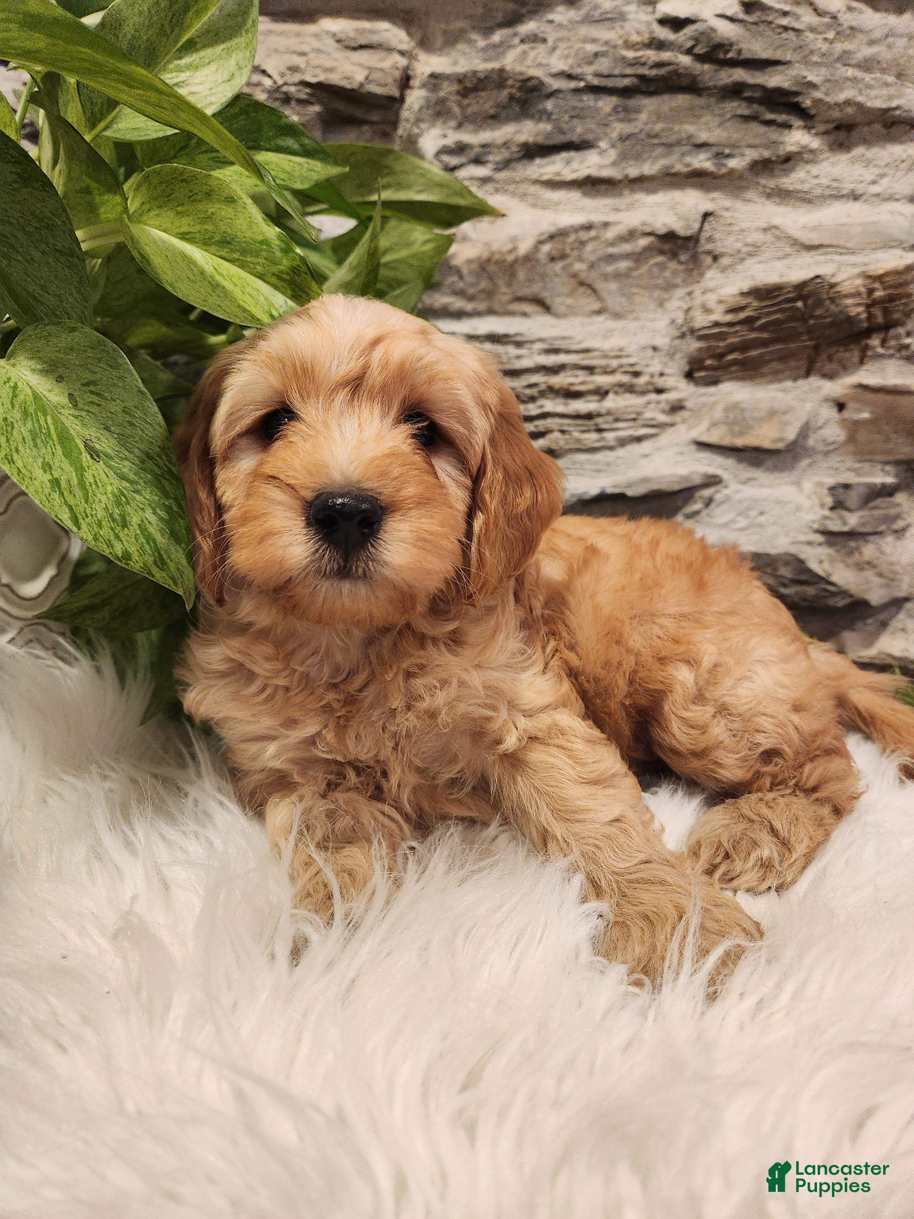 Mini Goldendoodle dogs BARKLEY - Mini Goldendoodle Fluffy Puppy 1 - Ad 2