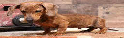 Miniature Dachshund dogs for sale: Benji red brindle smooth male - Ad 10
