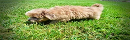 Havapoo dogs for sale: Eartha - Ad 17
