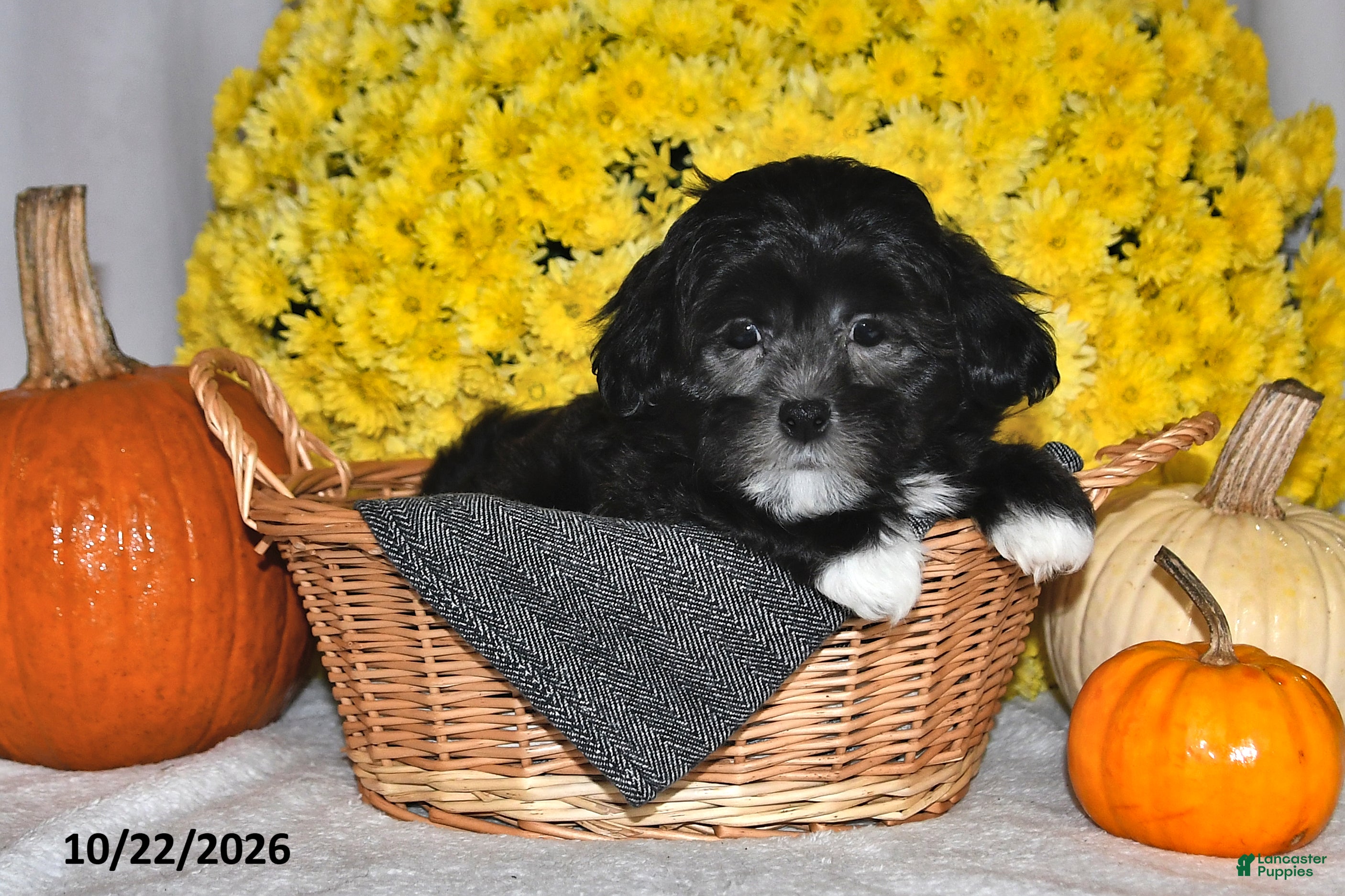 Shihpoo dogs for sale: Terry - Ad 2