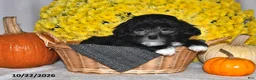 Shihpoo dogs for sale: Terry - Ad 2