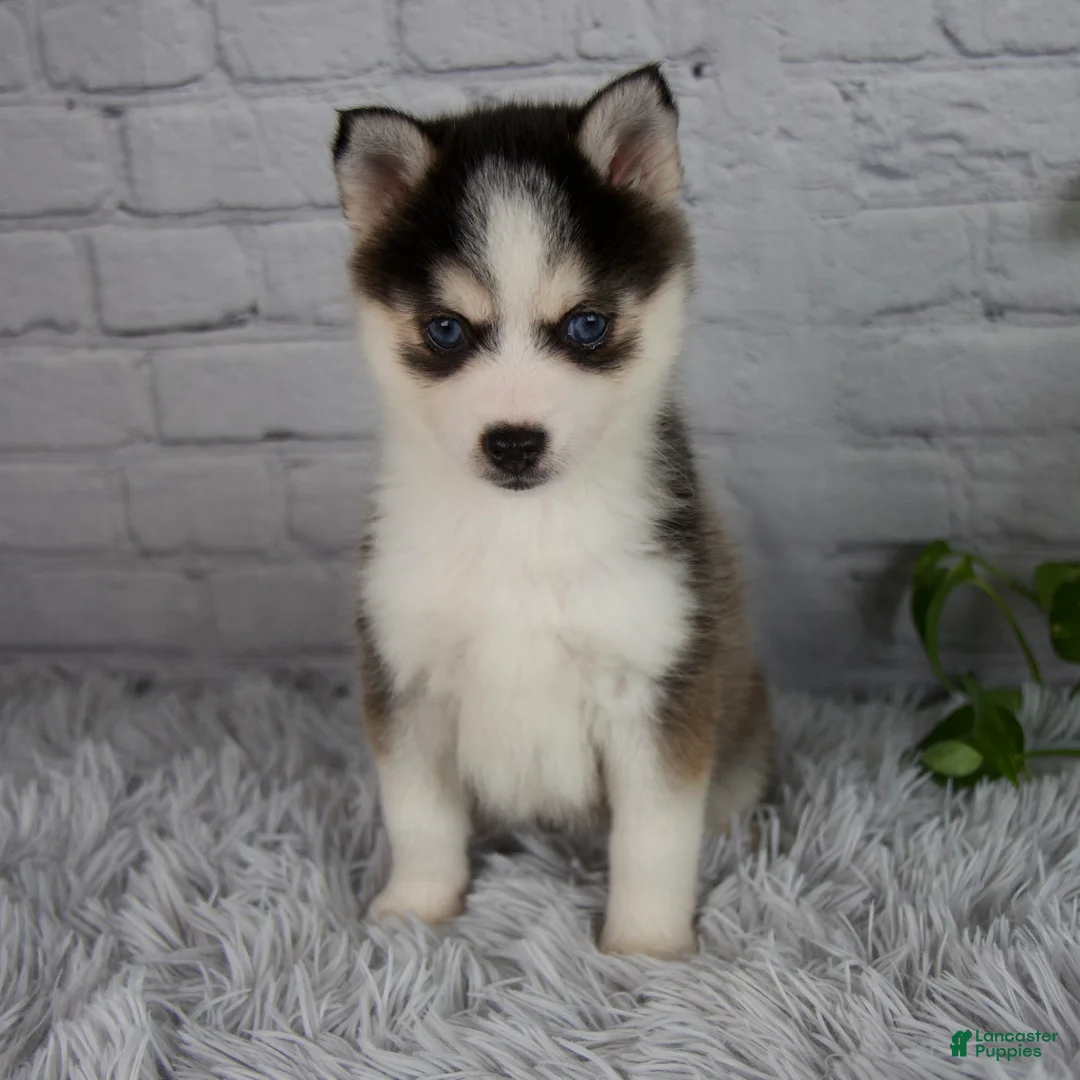Pomsky dogs for sale: Tessa - Ad 2
