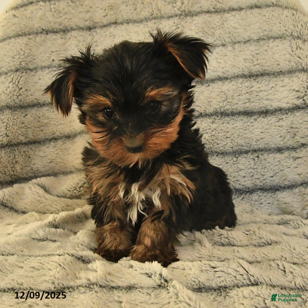 Yorkshire Terrier dogs for sale: Trixie - Ad 2