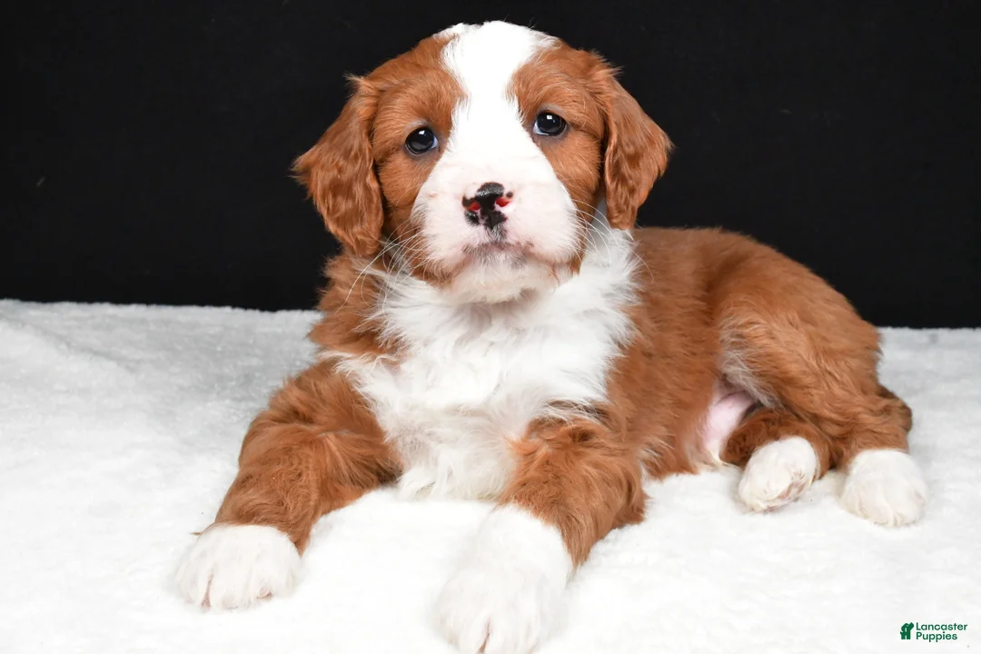 Mini Goldendoodle dogs for sale: Blaze - Ad 9
