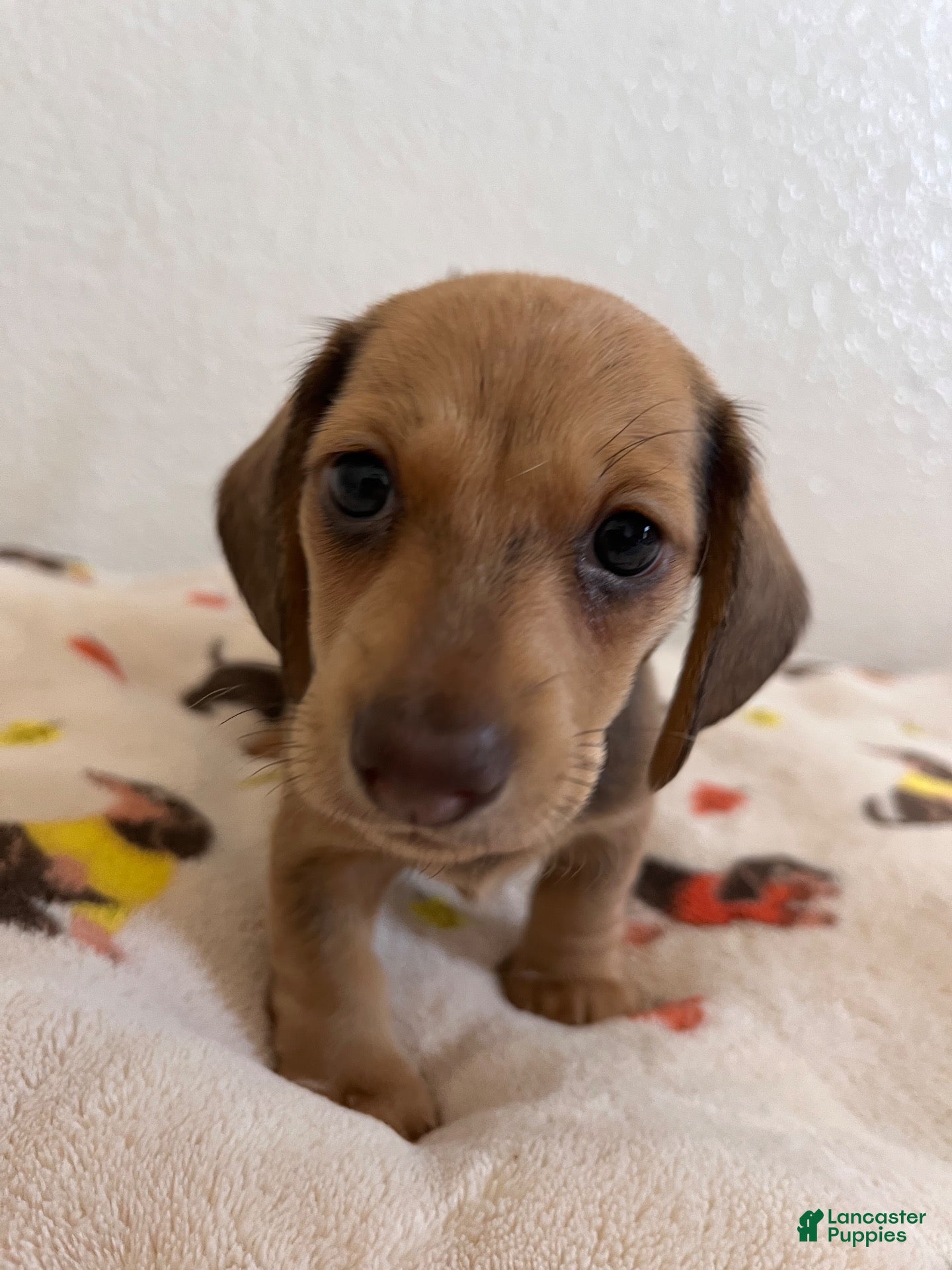 Miniature Dachshund dogs Mocha - Ad 33
