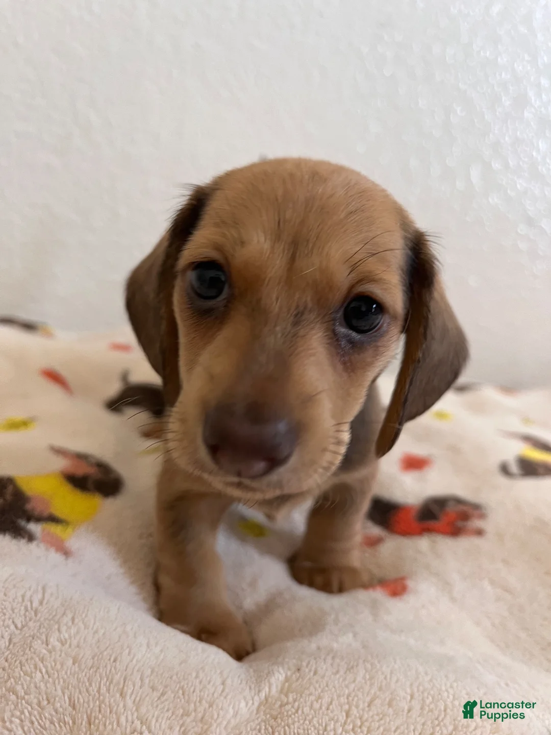 Miniature Dachshund dogs for sale: Mocha - Ad 1