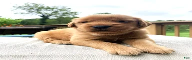 Indie