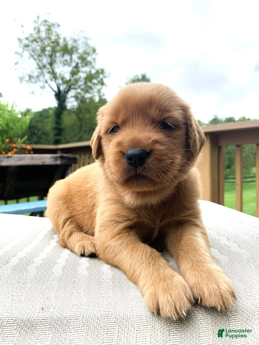 Golden Retriever dogs for sale: Indie - Ad 1