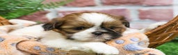 Shih Tzu dogs for sale: Dover  - Ad 3