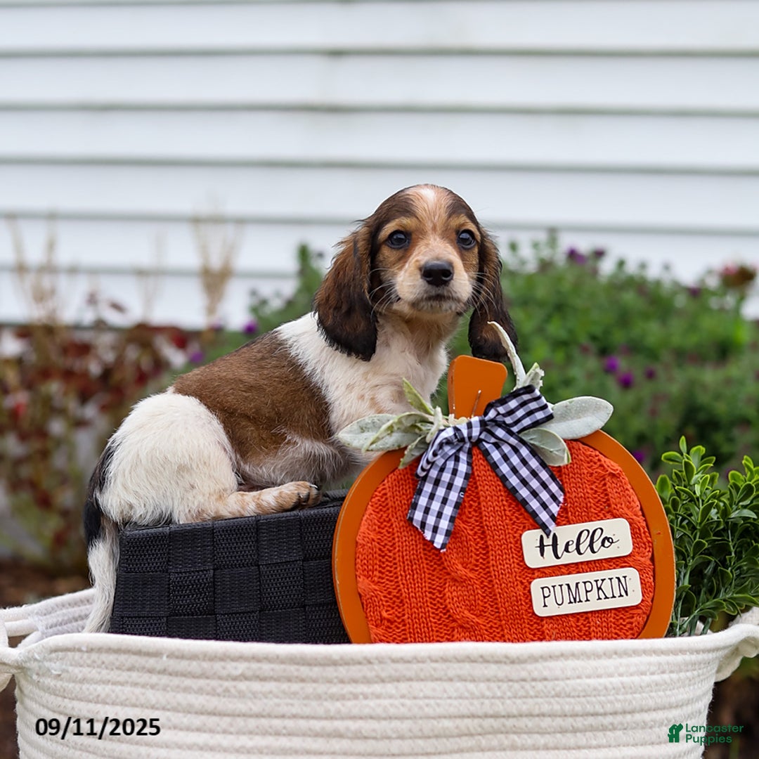 Miniature Dachshund dogs for sale: Dylan - Ad 2