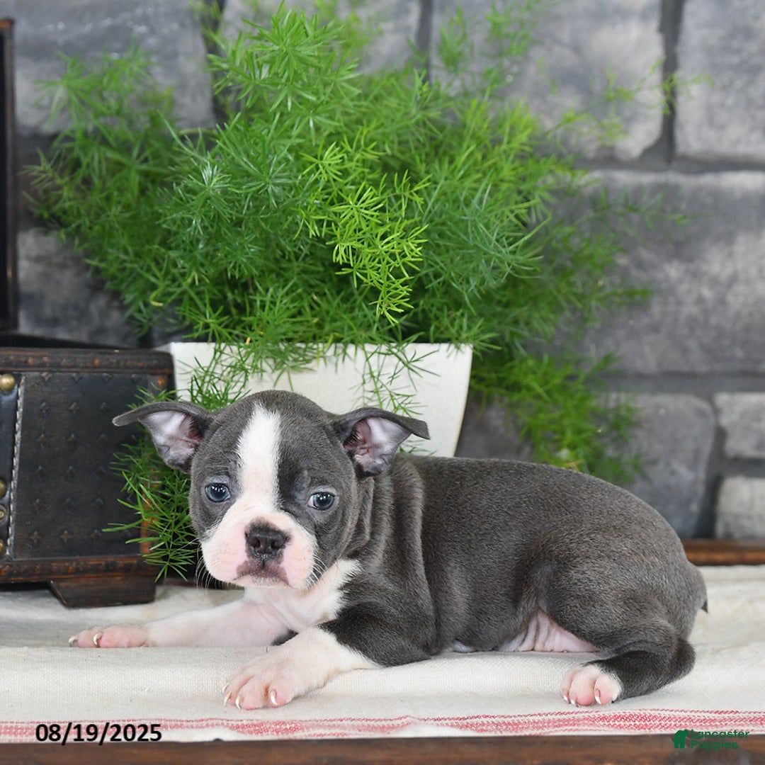 Mixed Breed Boston Terrier Shih Tzu Mix Puppies For Sale Black