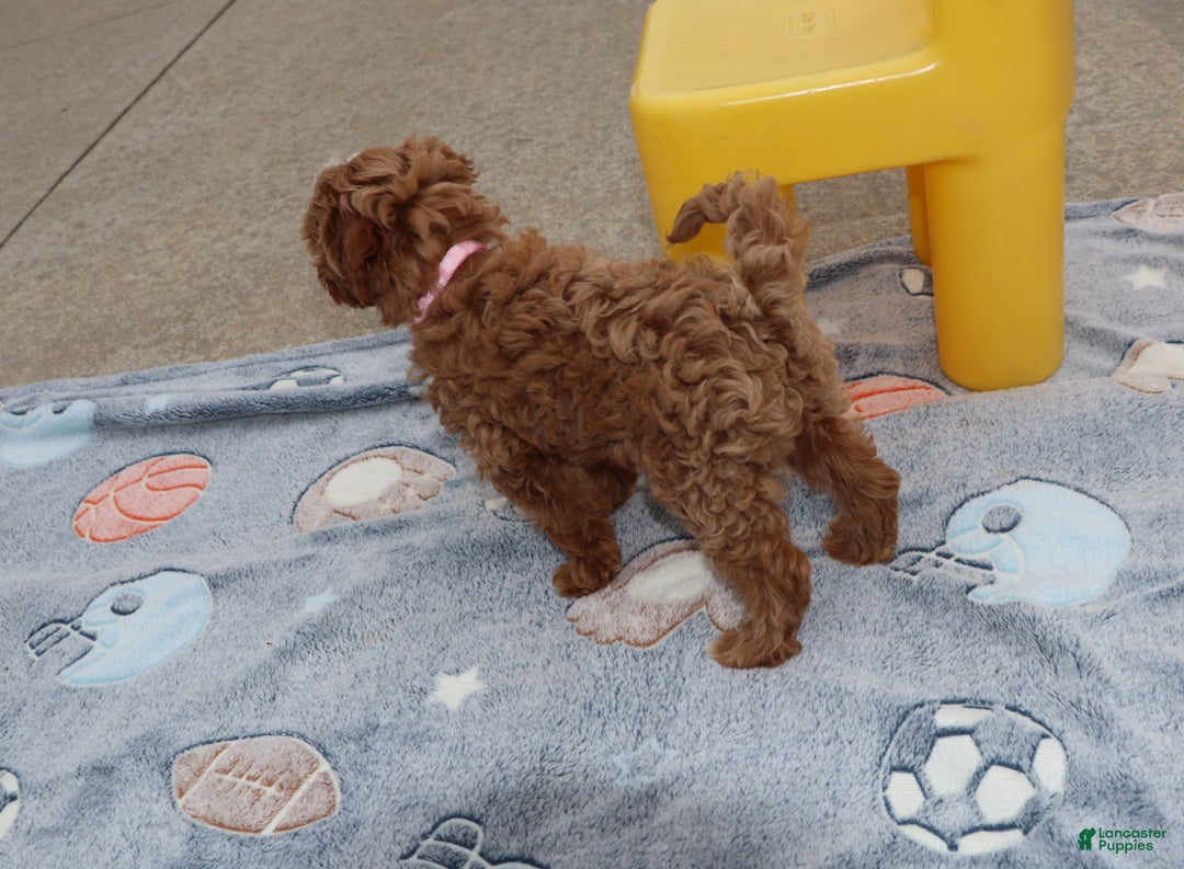 Havapoo dogs for sale: Ember 🌷👨‍👨‍👧‍👦💞🐕 - Ad 6