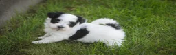 Havanese dogs for sale: Libby Havanese  - Ad 20