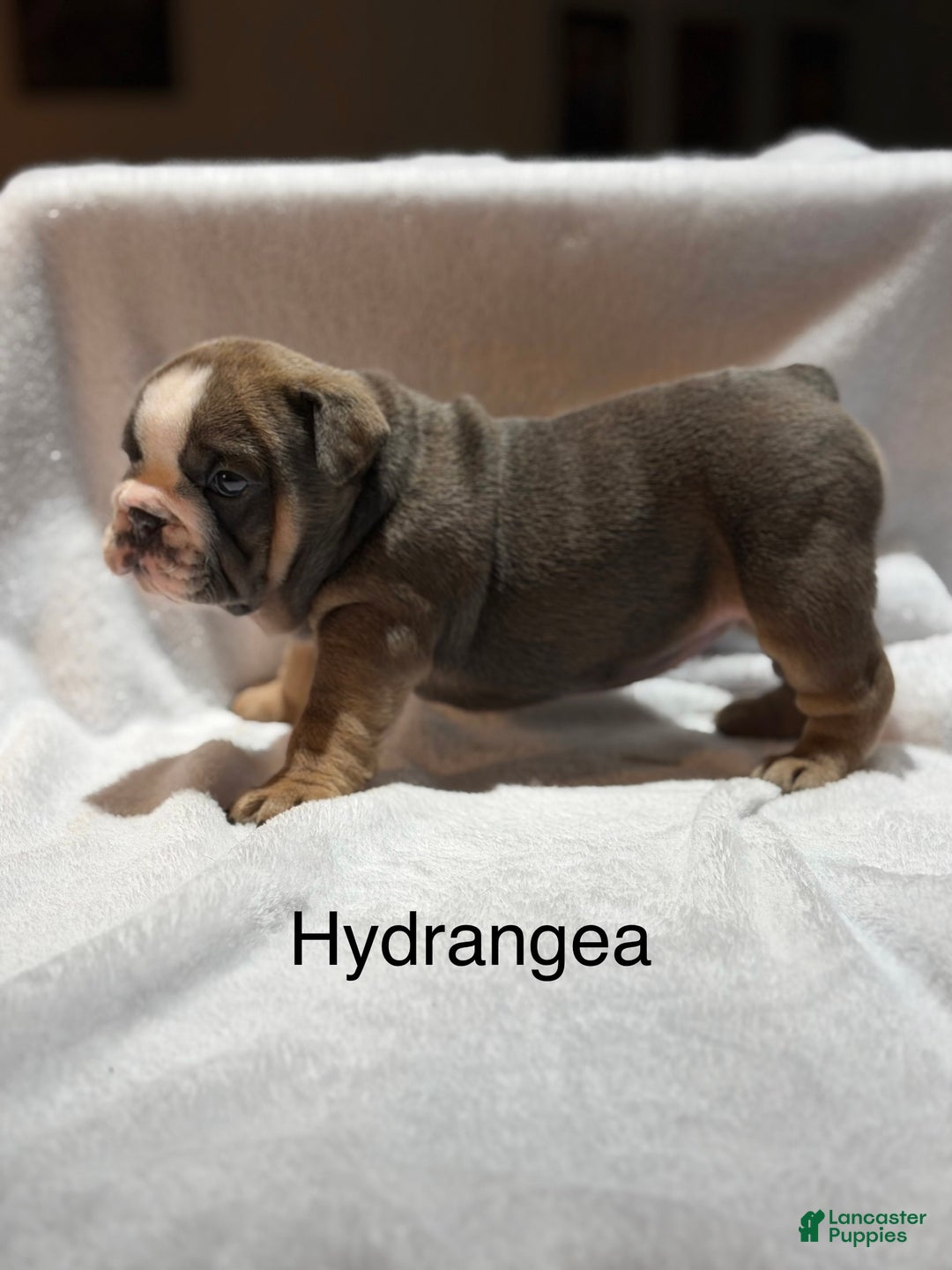 English Bulldog dogs for sale: English Bulldog Puppy 4 - Ad 10