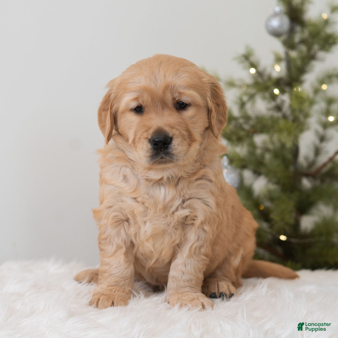 Golden Retriever dogs for sale: Humbug  - Ad 2