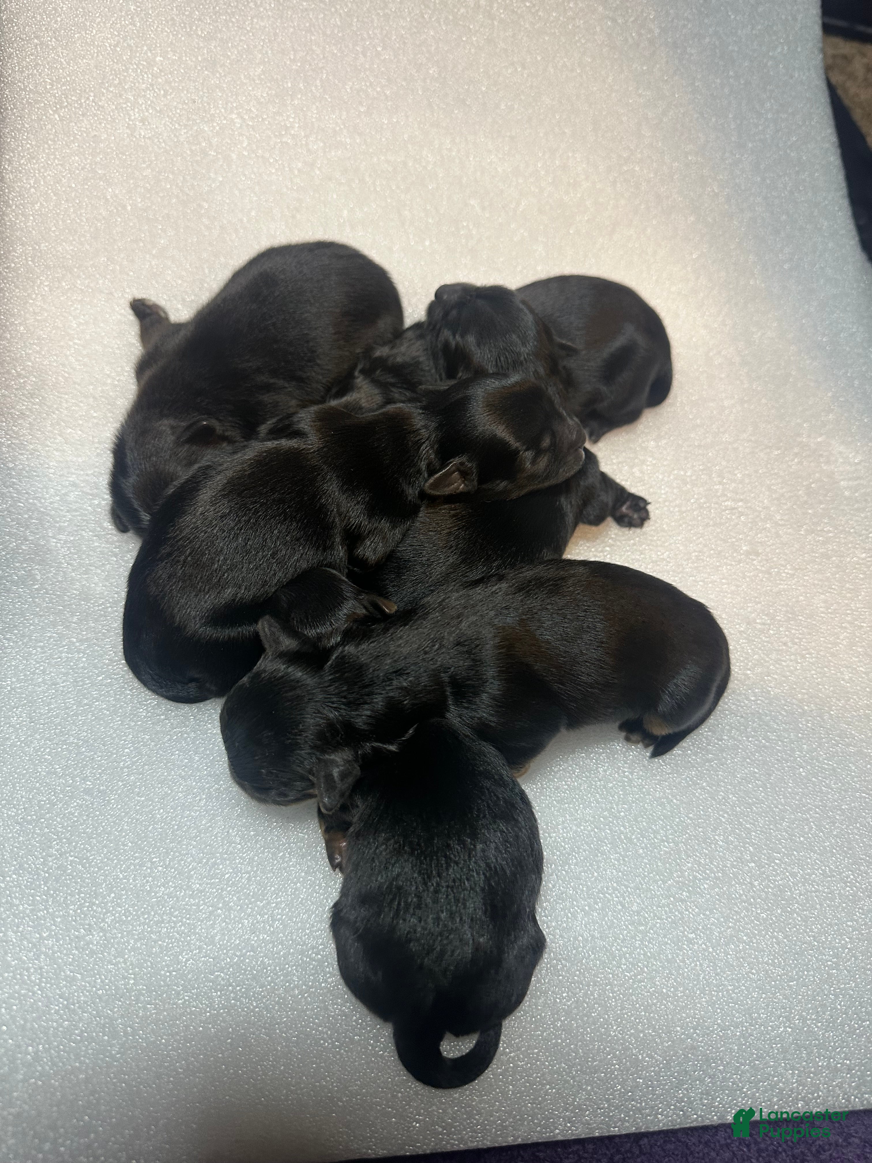 Mixed Breed dogs Knight - Ad 5