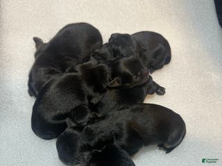 Mixed Breed dogs Knight - Ad 5