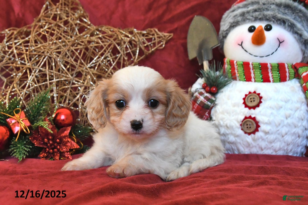 Cavachon dogs for sale: Freddie - Ad 2