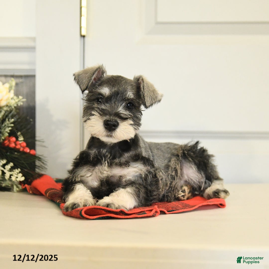 Miniature Schnauzer dogs for sale: Jolly - Ad 3