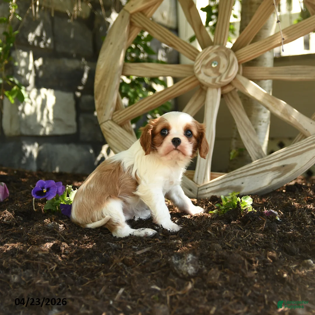 Cavalier King Charles Spaniel dogs for sale: Butterscotch - Ad 3