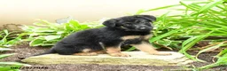German Shepherd dogs for sale: Karina - Ad 4
