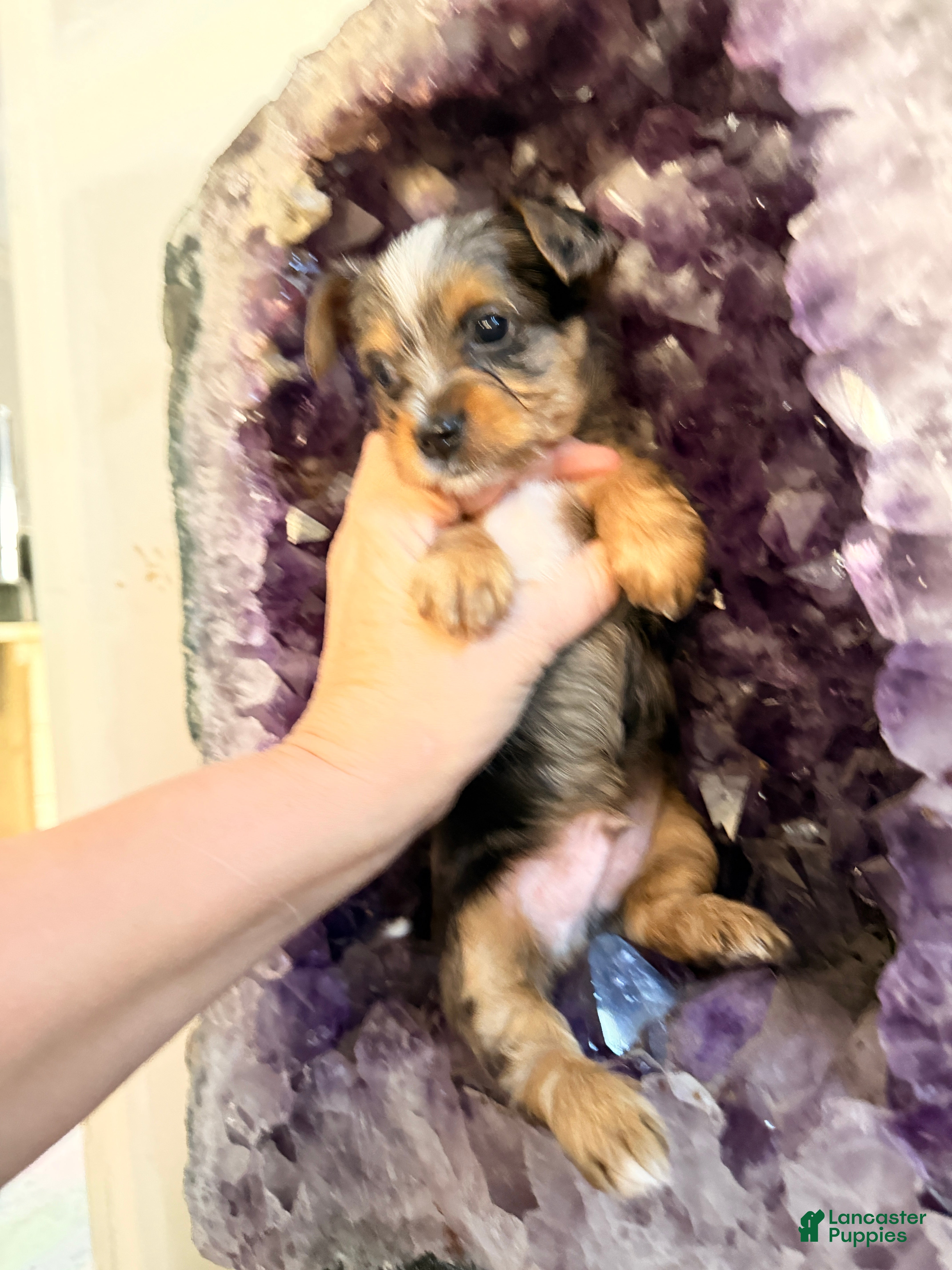 Yorkshire Terrier dogs Blake - Ad 22