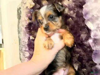 Yorkshire Terrier dogs Blake - Ad 25