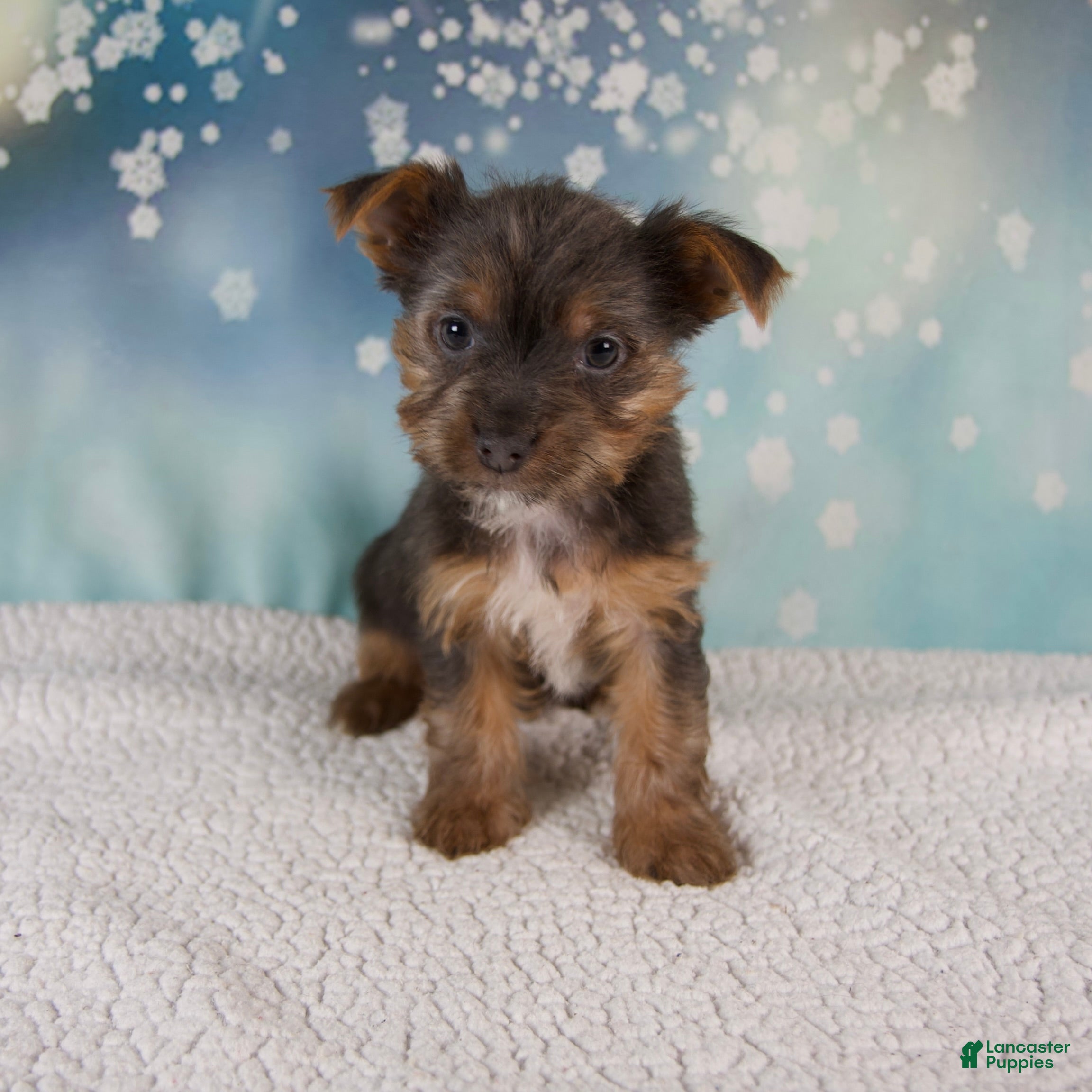 Yorkshire Terrier dogs Kollin - Ad 3