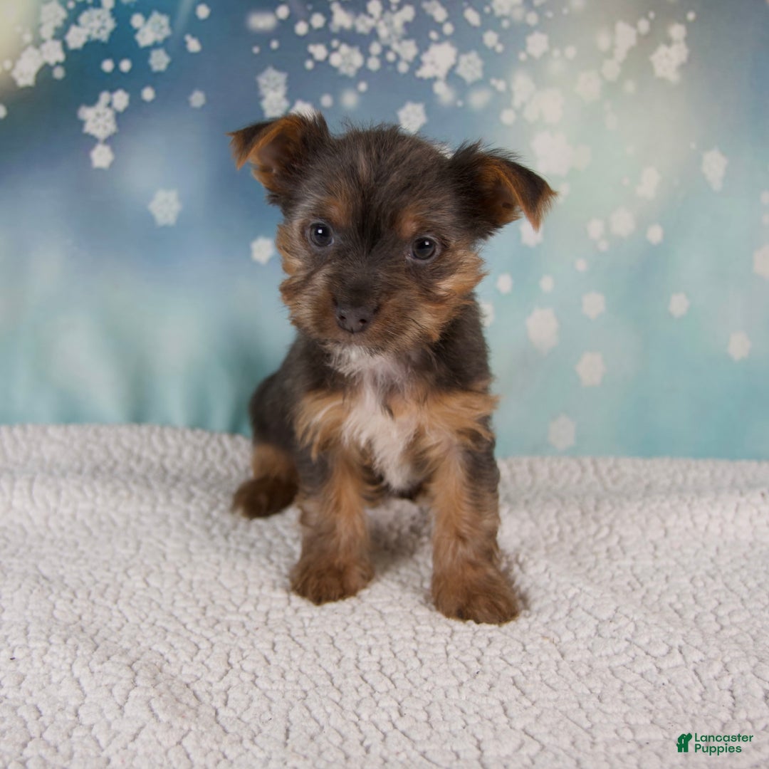Yorkshire Terrier dogs for sale: Kollin - Ad 3