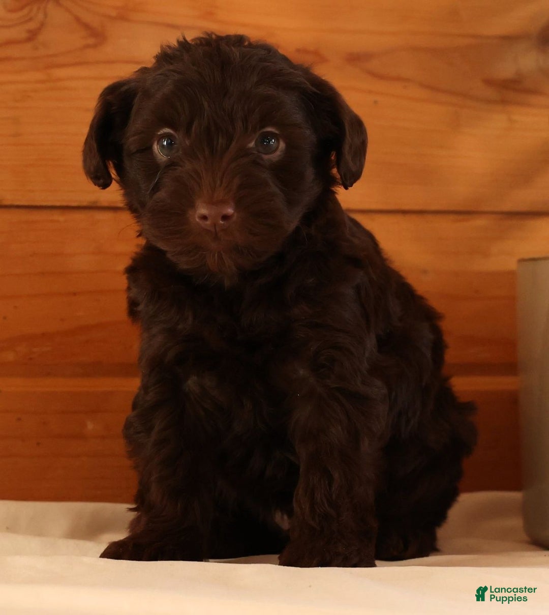 Yorkiepoo dogs for sale: Drake - Ad 5