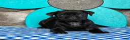 Pug dogs for sale: Bingo - Ad 2