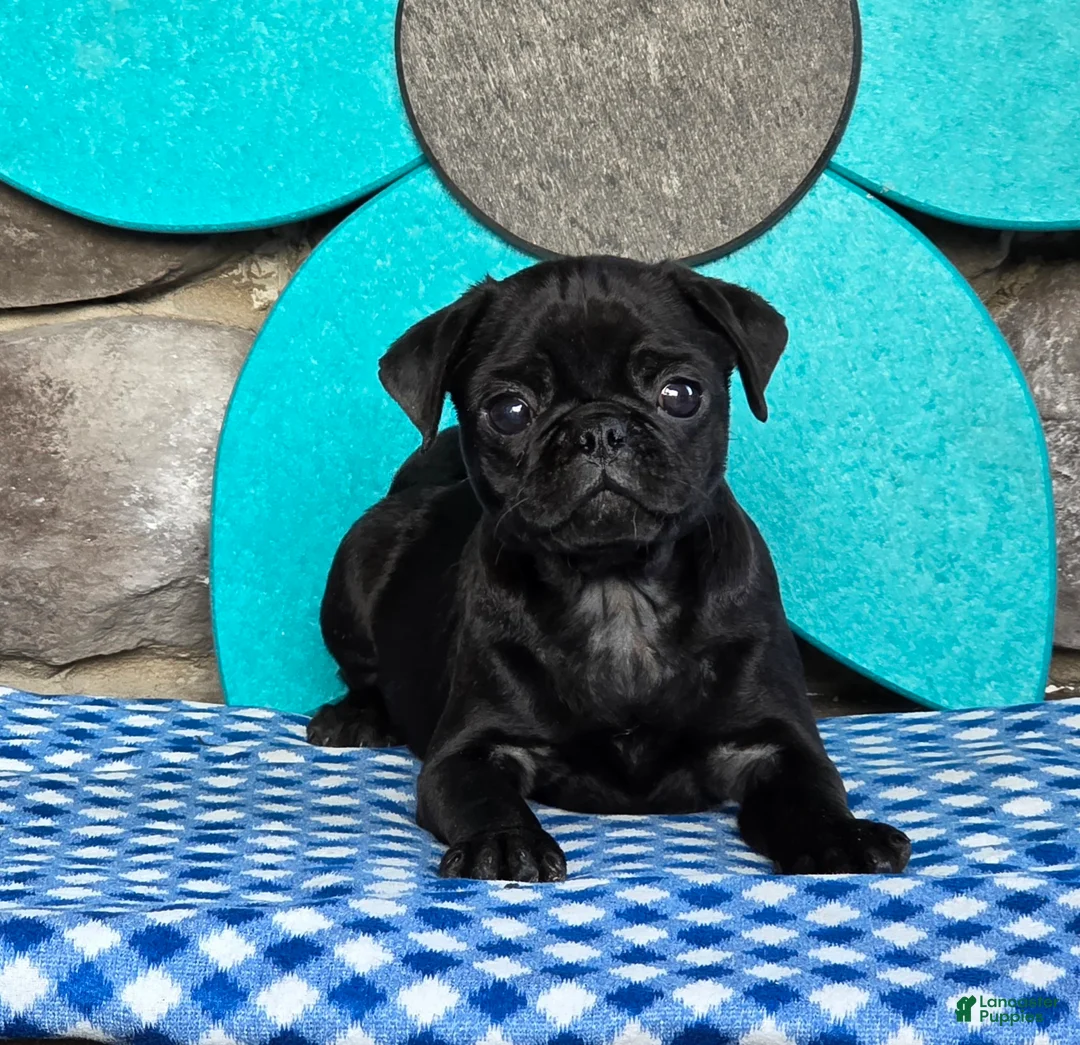 Pug dogs for sale: Bingo - Ad 2